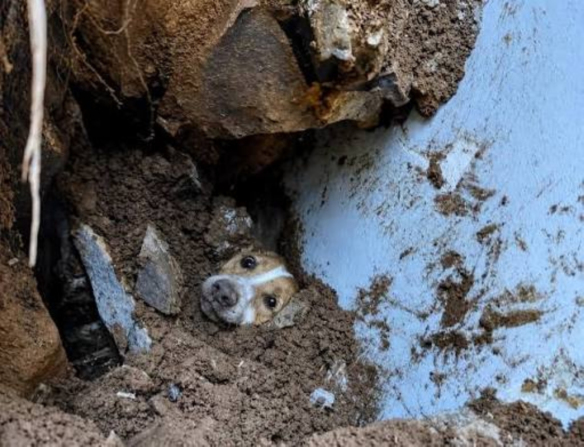 Imagen de Max un Perrito rescatado de los escombros del terremoto en Cali