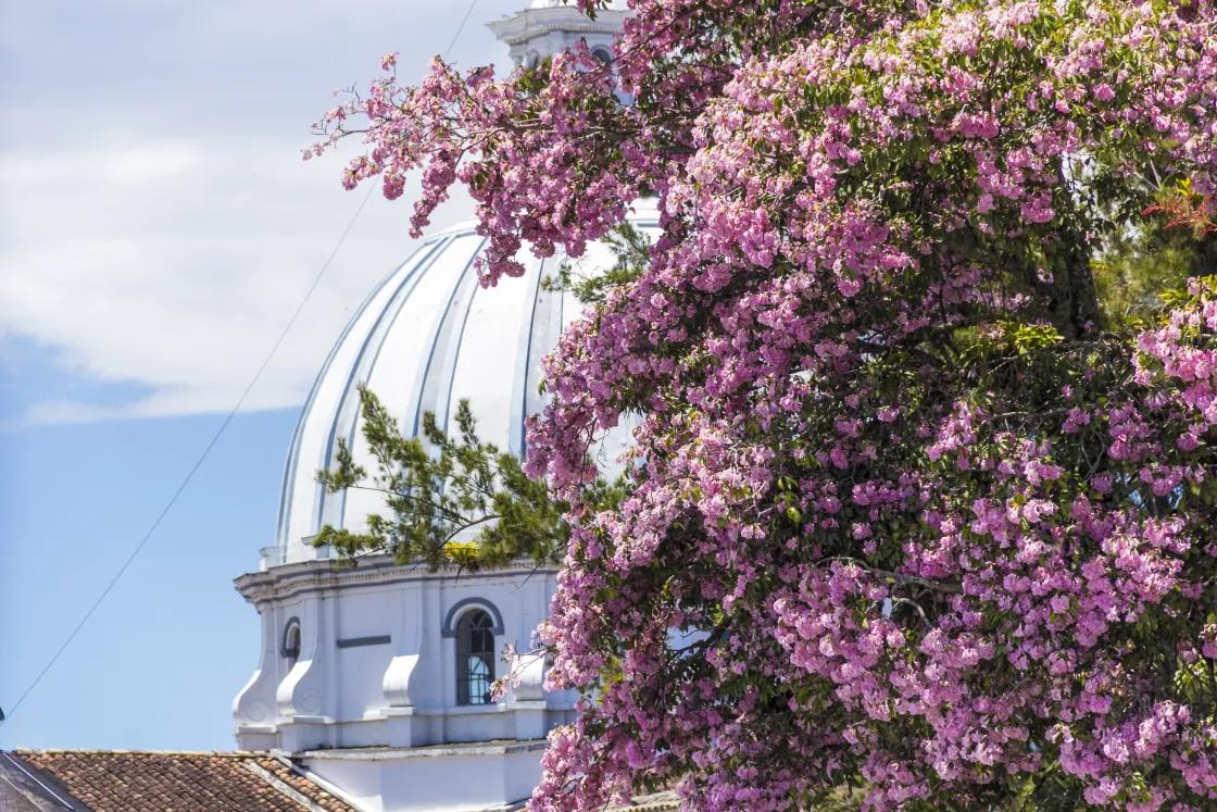 Popayán floreciente