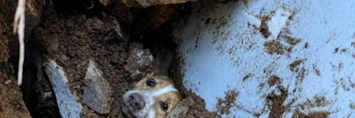 Imagen de Max un Perrito rescatado de los escombros del terremoto en Cali