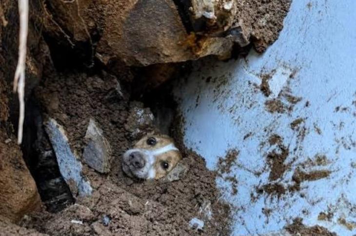 Imagen de Max un Perrito rescatado de los escombros del terremoto en Cali