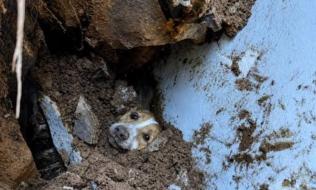 Imagen de Max un Perrito rescatado de los escombros del terremoto en Cali