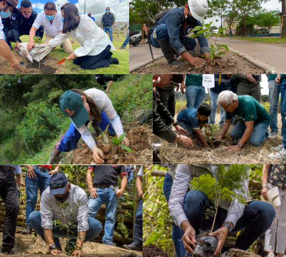 Las ciudades capitales avanzan en la siembra de árboles para fortalecer territorios más sostenibles